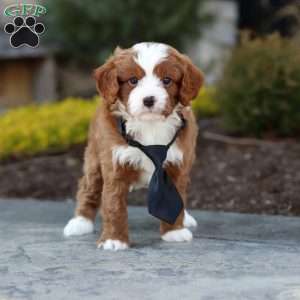 Bruno, Cavapoo Puppy